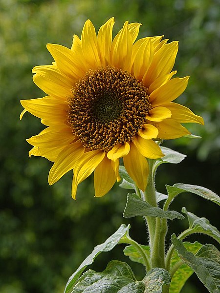 https://it.wikipedia.org/wiki/Helianthus_annuus#/media/File:A_sunflower.jpg